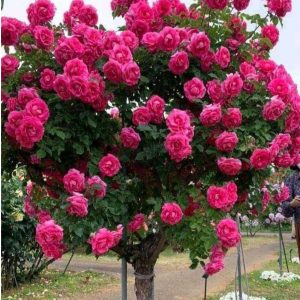 Роза Версаля купить по цене от 232р. в интернет-магазине «Посадика» с доставкой почтой в в Киришие и по всей России – [изображение №1].