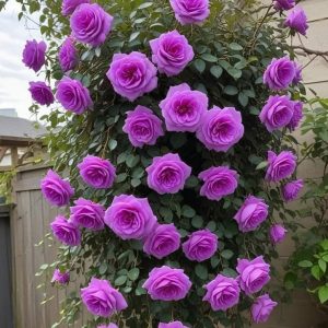 Роза Мистик Уайт купить по цене от 620р. в интернет-магазине «Посадика» с доставкой почтой в в Киришие и по всей России – [изображение №1].