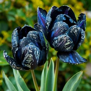 Тюльпан Блю Фог купить по цене от 500р. в интернет-магазине «Посадика» с доставкой почтой в в Киришие и по всей России – [изображение №1].