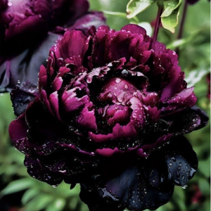 Пион Темный Сад купить по цене от 421р. в интернет-магазине «Посадика» с доставкой почтой в в Киришие и по всей России – [изображение №1].