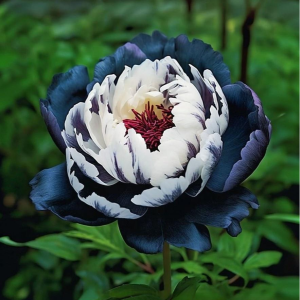 Пион Древовидный Инь-Янь купить по цене от 419р. в интернет-магазине «Посадика» с доставкой почтой в в Киришие и по всей России – [изображение №1].