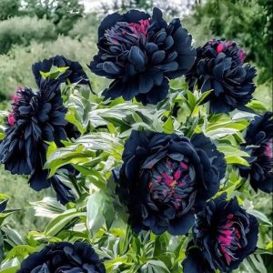 Пион древовидный Сердце Афродиты купить по цене от 600р. в интернет-магазине «Посадика» с доставкой почтой в в Киришие и по всей России – [изображение №1].