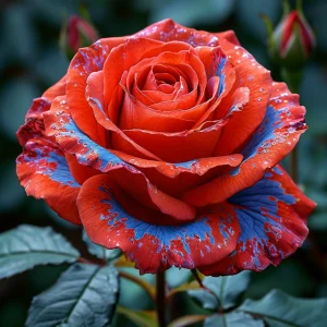 Роза Сикрет Гарден купить по цене от 619р. в интернет-магазине «Посадика» с доставкой почтой в в Киришие и по всей России – [изображение №1].