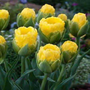 Тюльпан махровый Ванила Коп купить по цене от 159р. в интернет-магазине «Посадика» с доставкой почтой в в Киришие и по всей России – [изображение №1].