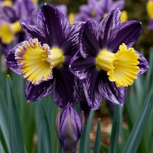 Нарцисс Акропоис купить по цене от 382р. в интернет-магазине «Посадика» с доставкой почтой в в Киришие и по всей России – [изображение №1].