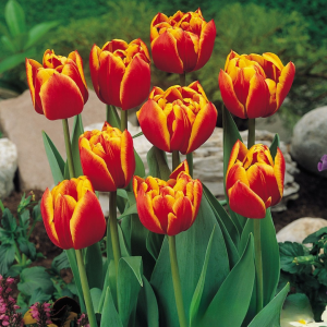 Тюльпан Блэк Фаер купить по цене от 275р. в интернет-магазине «Посадика» с доставкой почтой в в Киришие и по всей России – [изображение №1].