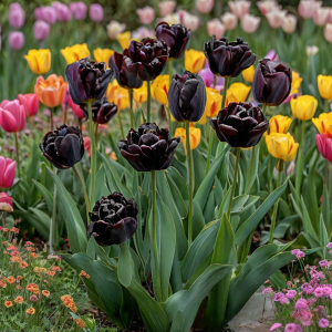 Тюльпан махровый Рейдинс Дарк купить по цене от 230р. в интернет-магазине «Посадика» с доставкой почтой в в Киришие и по всей России – [изображение №1].