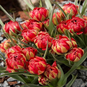 Тюльпан Ап Пинк купить по цене от 390р. в интернет-магазине «Посадика» с доставкой почтой в в Киришие и по всей России – [изображение №1].