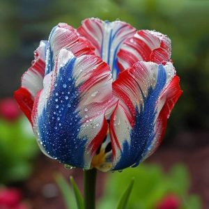 Тюльпан Ремс Сенсейшн купить по цене от 219р. в интернет-магазине «Посадика» с доставкой почтой в в Киришие и по всей России – [изображение №1].