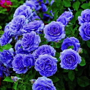 Роза Блю Мун купить по цене от 450р. в интернет-магазине «Посадика» с доставкой почтой в в Киришие и по всей России – [изображение №1].