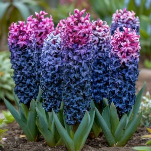 Гиацинт Блю Спринг купить по цене от 2099р. в интернет-магазине «Посадика» с доставкой почтой в в Киришие и по всей России – [изображение №1].