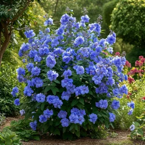 Гибискус Сансет Блоссом купить по цене от 248р. в интернет-магазине «Посадика» с доставкой почтой в в Киришие и по всей России – [изображение №1].