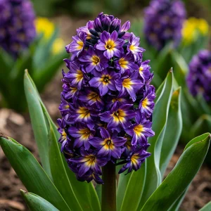 Гиацинт Вельвет Колор купить по цене от 2099р. в интернет-магазине «Посадика» с доставкой почтой в в Киришие и по всей России – [изображение №1].