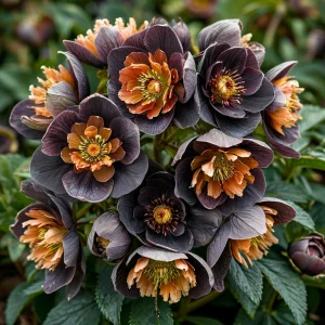 Морозник Блум Айс купить по цене от 499р. в интернет-магазине «Посадика» с доставкой почтой в в Киришие и по всей России – [изображение №1].