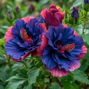 Гибискус Роуз Шайн купить по цене от 360р. в интернет-магазине «Посадика» с доставкой почтой в в Киришие и по всей России – [изображение №1].