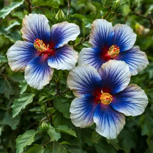 Гибискус Илюжн Вилью купить по цене от 259р. в интернет-магазине «Посадика» с доставкой почтой в в Киришие и по всей России – [изображение №1].