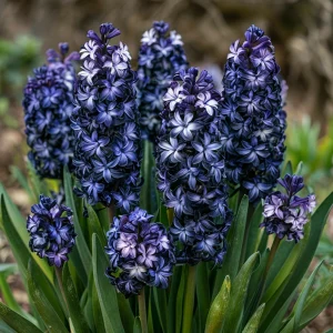 Гиацинт Блум Клауд купить по цене от 2099р. в интернет-магазине «Посадика» с доставкой почтой в в Киришие и по всей России – [изображение №1].