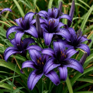 Лилейник Блю Айрис купить по цене от 324р. в интернет-магазине «Посадика» с доставкой почтой в в Киришие и по всей России – [изображение №1].