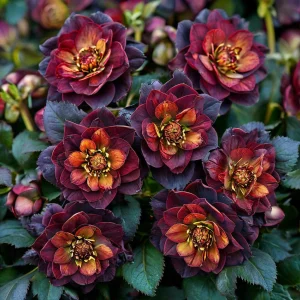 Морозник Сноу Дроп купить по цене от 348р. в интернет-магазине «Посадика» с доставкой почтой в в Киришие и по всей России – [изображение №1].