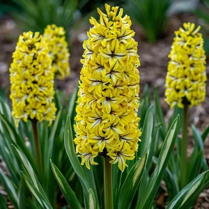 Гиацинт Сансет Голд купить по цене от 2099р. в интернет-магазине «Посадика» с доставкой почтой в в Киришие и по всей России – [изображение №1].