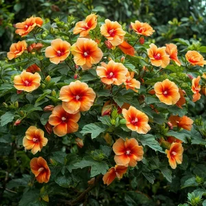 Гибискус Кристал Рэй купить по цене от 458р. в интернет-магазине «Посадика» с доставкой почтой в в Киришие и по всей России – [изображение №1].