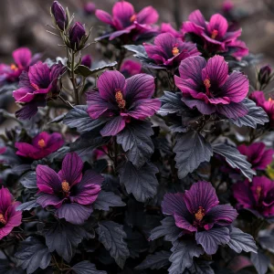 Гибискус Корал Чарм купить по цене от 271р. в интернет-магазине «Посадика» с доставкой почтой в в Киришие и по всей России – [изображение №1].