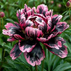 Пион Дроп Руби купить по цене от 469р. в интернет-магазине «Посадика» с доставкой почтой в в Киришие и по всей России – [изображение №1].