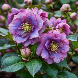 Морозник Айс Принцесс Чарм купить по цене от 650р. в интернет-магазине «Посадика» с доставкой почтой в в Киришие и по всей России – [изображение №1].