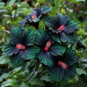 Гибискус Пикок Плюм купить по цене от 490р. в интернет-магазине «Посадика» с доставкой почтой в в Киришие и по всей России – [изображение №1].