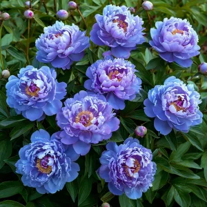 Пион Голубой лотос купить по цене от 590р. в интернет-магазине «Посадика» с доставкой почтой в в Киришие и по всей России – [изображение №1].