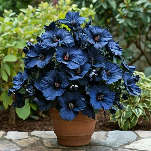 Гибискус Селестиал Флейм купить по цене от 326р. в интернет-магазине «Посадика» с доставкой почтой в в Киришие и по всей России – [изображение №1].