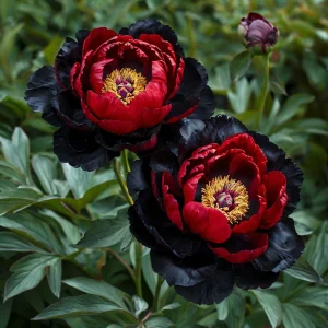 Пион Эбеновый Рубин купить по цене от 419р. в интернет-магазине «Посадика» с доставкой почтой в в Киришие и по всей России – [изображение №1].