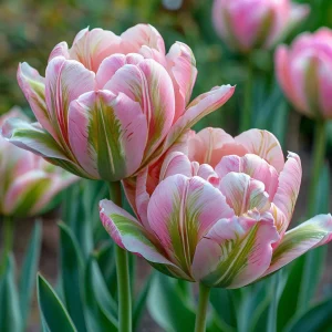 Тюльпан Аврора Принцес купить по цене от 345р. в интернет-магазине «Посадика» с доставкой почтой в в Киришие и по всей России – [изображение №1].