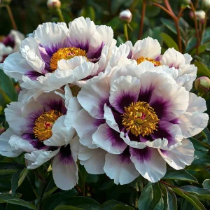 Пион Эко Саммер купить по цене от 548р. в интернет-магазине «Посадика» с доставкой почтой в в Киришие и по всей России – [изображение №1].