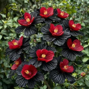 Гибискус Ройял Афеа купить по цене от 460р. в интернет-магазине «Посадика» с доставкой почтой в в Киришие и по всей России – [изображение №1].