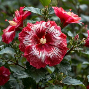 Гибискус Пурпл Мистик купить по цене от 360р. в интернет-магазине «Посадика» с доставкой почтой в в Киришие и по всей России – [изображение №1].