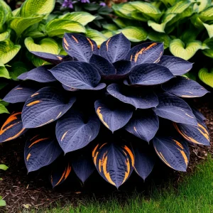 Хоста Умбра купить по цене от 349р. в интернет-магазине «Посадика» с доставкой почтой в в Киришие и по всей России – [изображение №1].