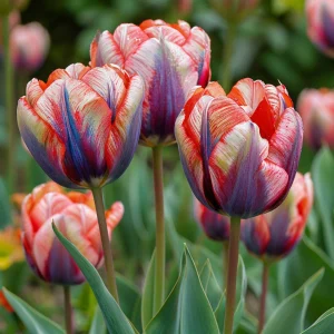 Тюльпан Эбисан Грэйс купить по цене от 217р. в интернет-магазине «Посадика» с доставкой почтой в в Киришие и по всей России – [изображение №1].