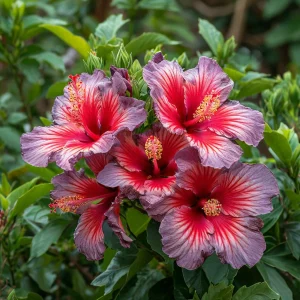 Гибискус Кримсон Флейм купить по цене от 479р. в интернет-магазине «Посадика» с доставкой почтой в в Киришие и по всей России – [изображение №1].