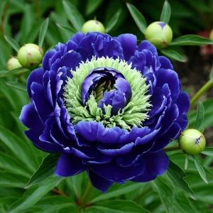 Пион Дримвивер купить по цене от 417р. в интернет-магазине «Посадика» с доставкой почтой в в Киришие и по всей России – [изображение №1].