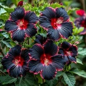 Гибискус садовый Файер Дэнсер купить по цене от 450р. в интернет-магазине «Посадика» с доставкой почтой в в Киришие и по всей России – [изображение №1].