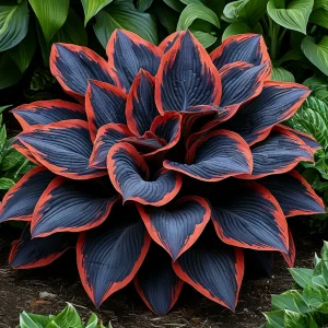 Хоста Солнечный Агат купить по цене от 440р. в интернет-магазине «Посадика» с доставкой почтой в в Киришие и по всей России – [изображение №1].