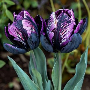 Тюльпан Блэк Каньон купить по цене от 305р. в интернет-магазине «Посадика» с доставкой почтой в в Киришие и по всей России – [изображение №1].
