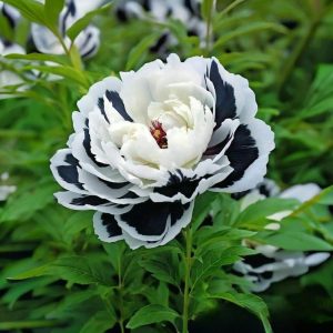 Пион Монохромный Шик купить по цене от 429р. в интернет-магазине «Посадика» с доставкой почтой в в Киришие и по всей России – [изображение №1].