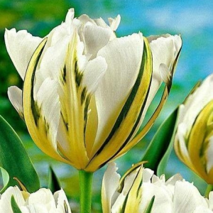 Тюльпан Экзотик Пуруссима купить по цене от 305р. в интернет-магазине «Посадика» с доставкой почтой в в Киришие и по всей России – [изображение №1].