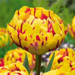 Тюльпан махровый Голден Ницц купить по цене от 361р. в интернет-магазине «Посадика» с доставкой почтой в в Киришие и по всей России – [изображение №1].