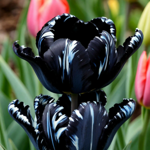 Тюльпан Шелк Нуар купить по цене от 219р. в интернет-магазине «Посадика» с доставкой почтой в в Киришие и по всей России – [изображение №1].