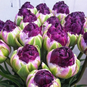 Тюльпан Анаконда купить по цене от 450р. в интернет-магазине «Посадика» с доставкой почтой в в Киришие и по всей России – [изображение №1].