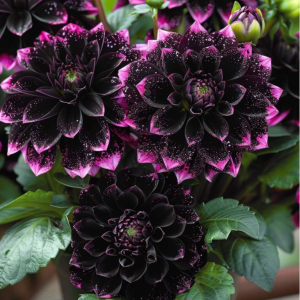 Георгин Лаванда Лейс купить по цене от 679р. в интернет-магазине «Посадика» с доставкой почтой в в Киришие и по всей России – [изображение №1].