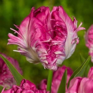 Тюльпан махровый Кул Кристал купить по цене от 400р. в интернет-магазине «Посадика» с доставкой почтой в в Киришие и по всей России – [изображение №1].